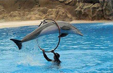Dolphinland Image