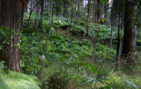 Maroochy Bushland Botanic Gardens Image