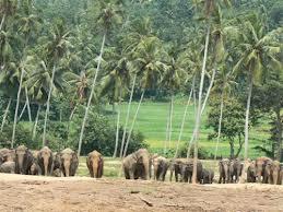 Pinnewala Elephant Orphanage Image