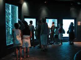 The Jetty Underwater Observatory Image