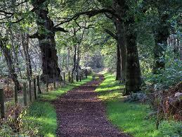 Sherwood Forest Country Park Image