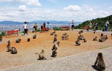 Iwatayamamonkeypark Image