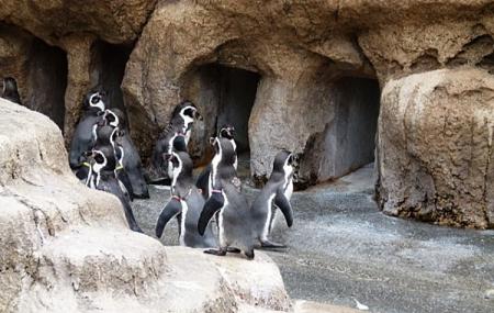 Nagasaki Penguin Aquarium Image