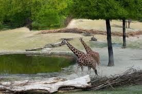 Brno Zoo Image