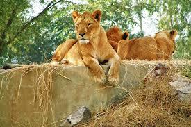 Lahore Safari Park Image