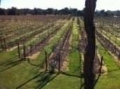 Vineyards Image