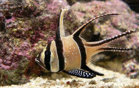 Aquarium Of Sea Fisheries Institute Image