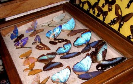 Butterfly Museum Image