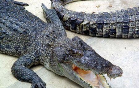 Singapore Crocodilarium Image