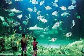 Sydney Aquarium Image