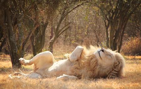Lion Park Image