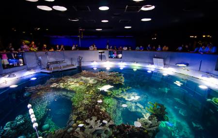 New England Aquarium, Boston | Ticket Price | Timings | Address: TripHobo