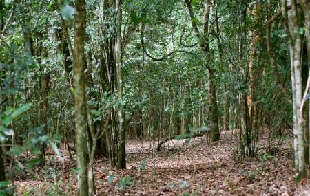 Karura Forest Reserve Image