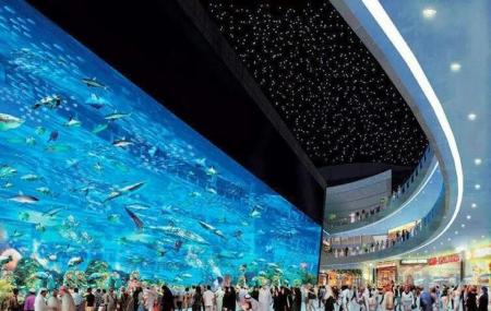 The Dubai Mall Aquarium Dubai Ticket Price Timings Address