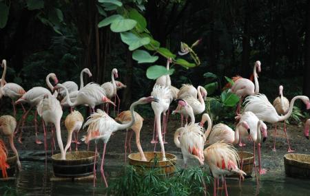 Xiangjiang Safari Park Image