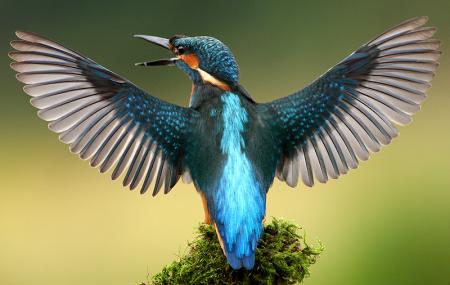 Salim Ali Bird Sanctuary Image
