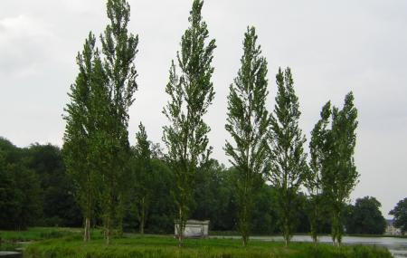Rousseau Island Image