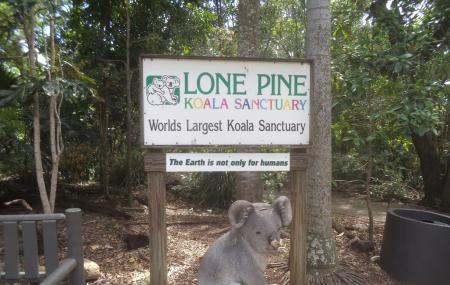 Lone Pine Koala Sanctuary, Brisbane | Ticket Price | Timings | Address:  TripHobo