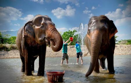 Elephant Nature Park, | Ticket Price | Timings | Address: TripHobo