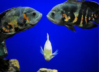 Matsyadarshini Aquarium Image