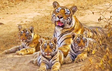 Sariska Tiger Reserve Image