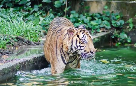 Zoo Negara Kuala Lumpur Ticket Price Timings Address Triphobo