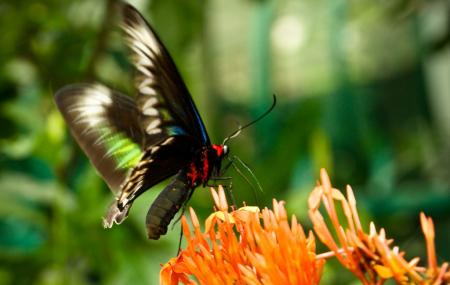 Kuala Lumpur Butterfly Park Image