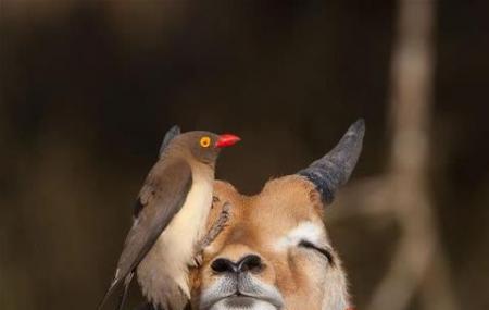 Kruger National Park Image