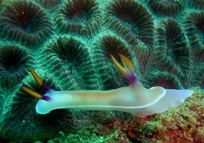 Hikkaduwa Coral Gardens Image