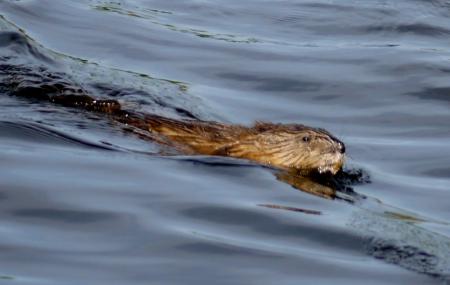 Back Bay National Wildlife Refuge Image