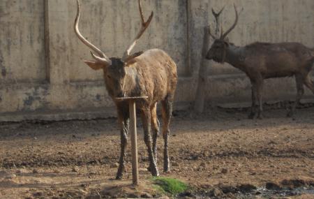 Gwalior Zoo Image
