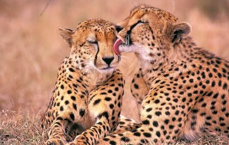 Cheetah Experience Image