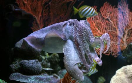 Aquarium Of Western Australia Image