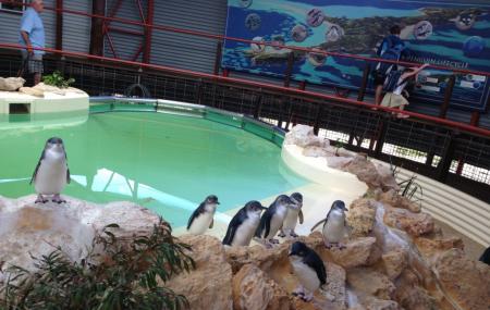 Penguin Island Image