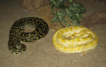 Hartbeespoort Snake And Animal Park Image