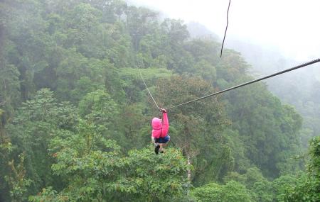 Rain Forest Aerial Trams Image