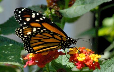Sammilan Shetty's Butterfly Park Image