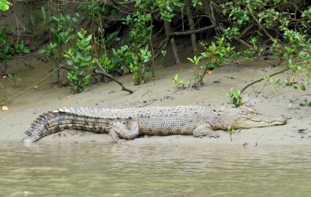 Whitsunday Crocodile Safari, Airlie Beach | Ticket Price | Timings ...