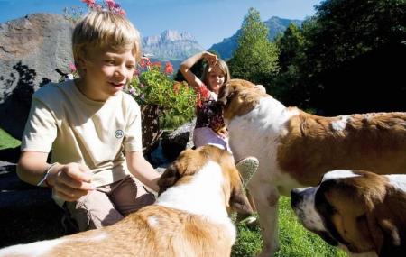 Saint Bernard Breeding Centre Image