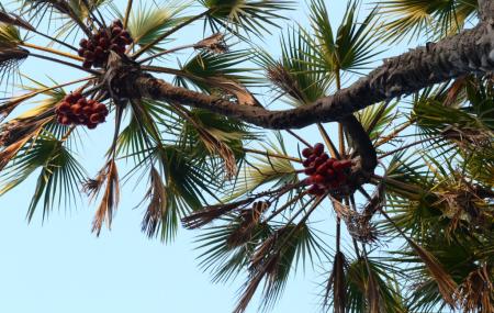 Hokka Trees Image