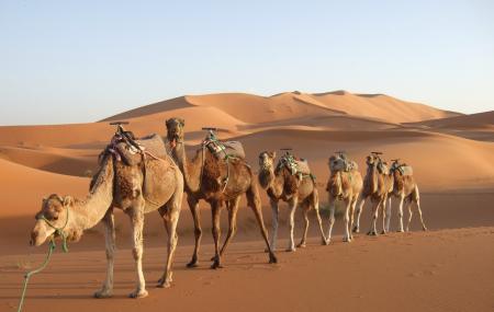 Dharma Camel Safari Image