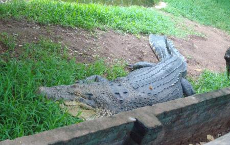 Crocodile Bank Image