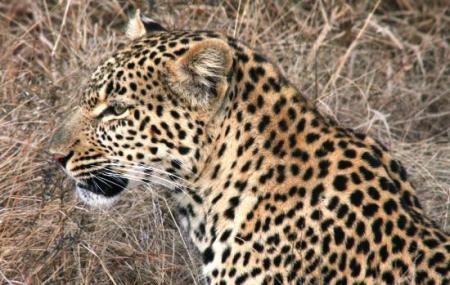 African Flame Safaris Image