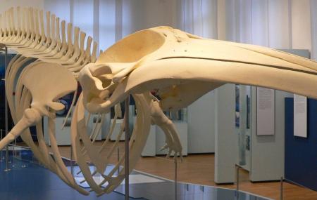 Zoologisches Forschungsmuseum Alexander Koenig Image