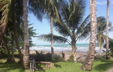 Caribbean Coconut Image