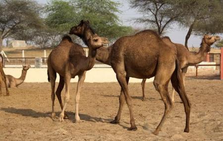 National Research Centre On Camel Image