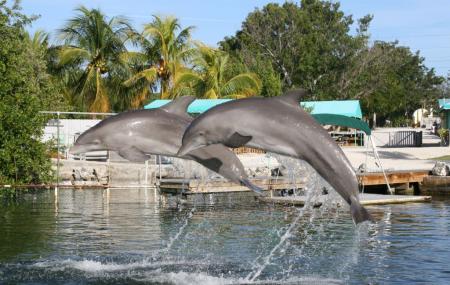 Dolphins Plus Image