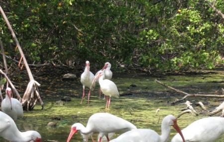 Florida Keys Wild Bird Rehabilitation Center Image