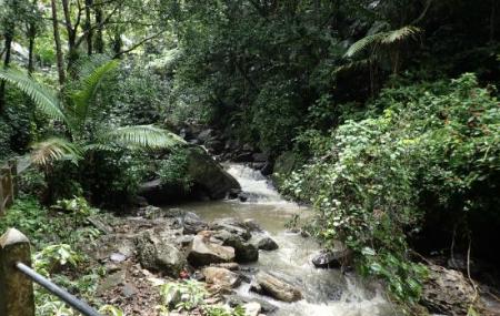 El Yunque Rain Forest Image