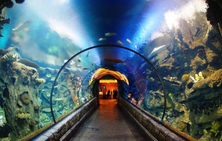 Shark Reef Aquarium with kids. Mandalay Bay, Las Vegas - Places to